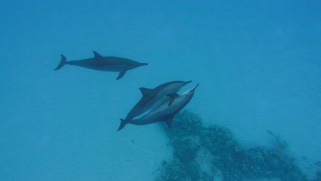 image025
